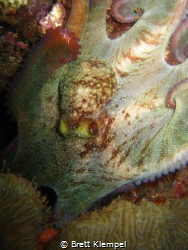 Reef octopus, picture taken in Portobelo, Panama.  2 year... by Brett Klempel 